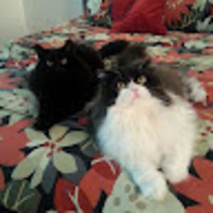 Meet your Posher, Missy